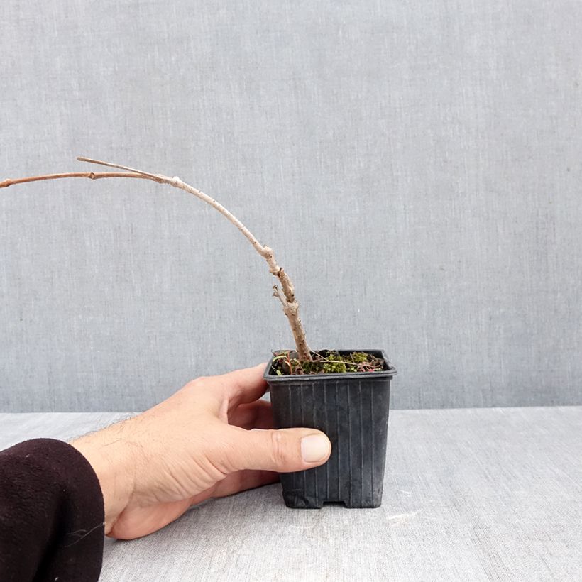 Parthenocissus quinquefolia Kirigami- Virginia Creeper 8/9 cm pot sample as delivered in autumn