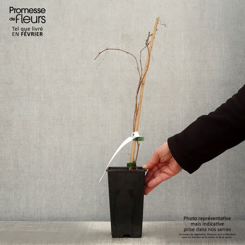 Parthenocissus quinquefolia Murorum - Virginia Creeper 3L/4L pot sample as delivered in winter