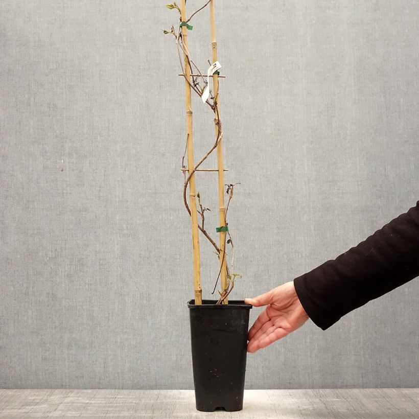 Parthenocissus quinquefolia Murorum - Virginia Creeper 3L/4L pot sample as delivered in spring