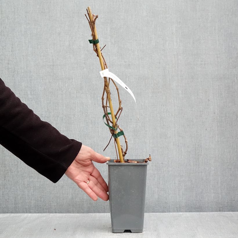 Parthenocissus quinquefolia Yellow Wall- Virginia Creeper 1.5L/2L pot sample as delivered in autumn