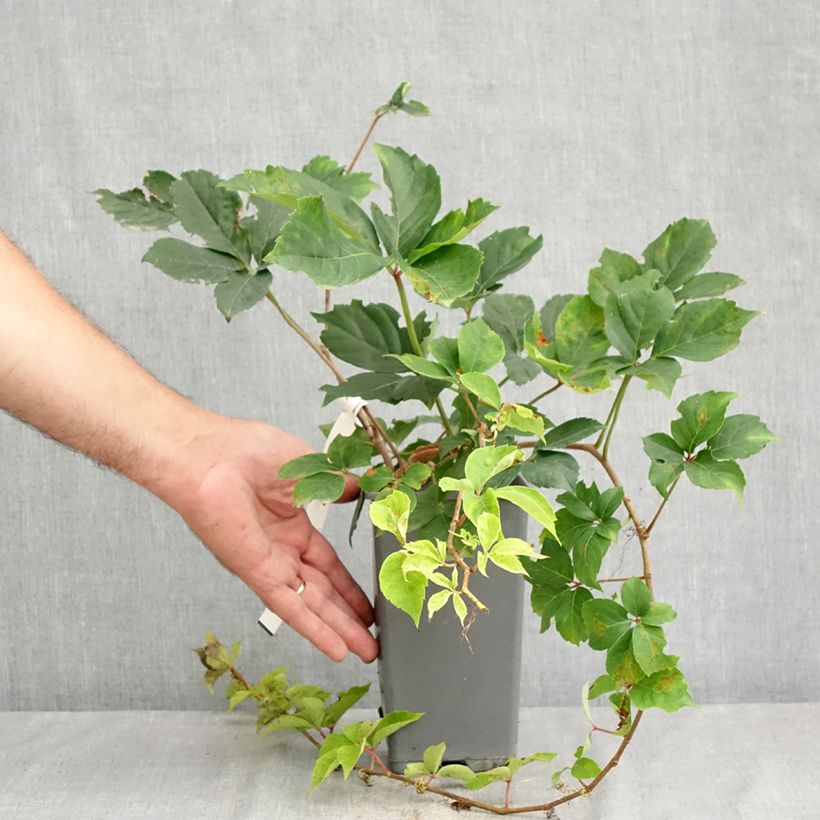 Parthenocissus quinquefolia Yellow Wall- Virginia Creeper 1.5L/2L pot sample as delivered in summer