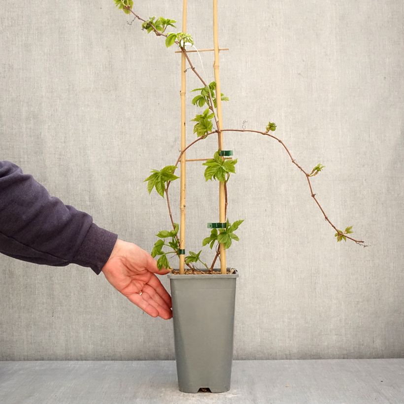 Parthenocissus quinquefolia Yellow Wall- Virginia Creeper 1.5L/2L pot sample as delivered in spring