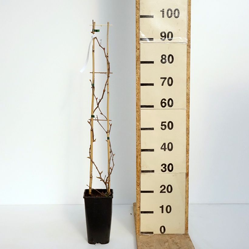 Parthenocissus quinquefolia Yellow Wall- Virginia Creeper 3L/4L pot sample as delivered in spring