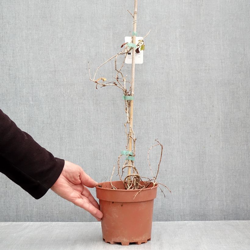 Parthenocissus tricuspidata Veitchii - Boston Ivy 2L/3L pot sample as delivered in autumn