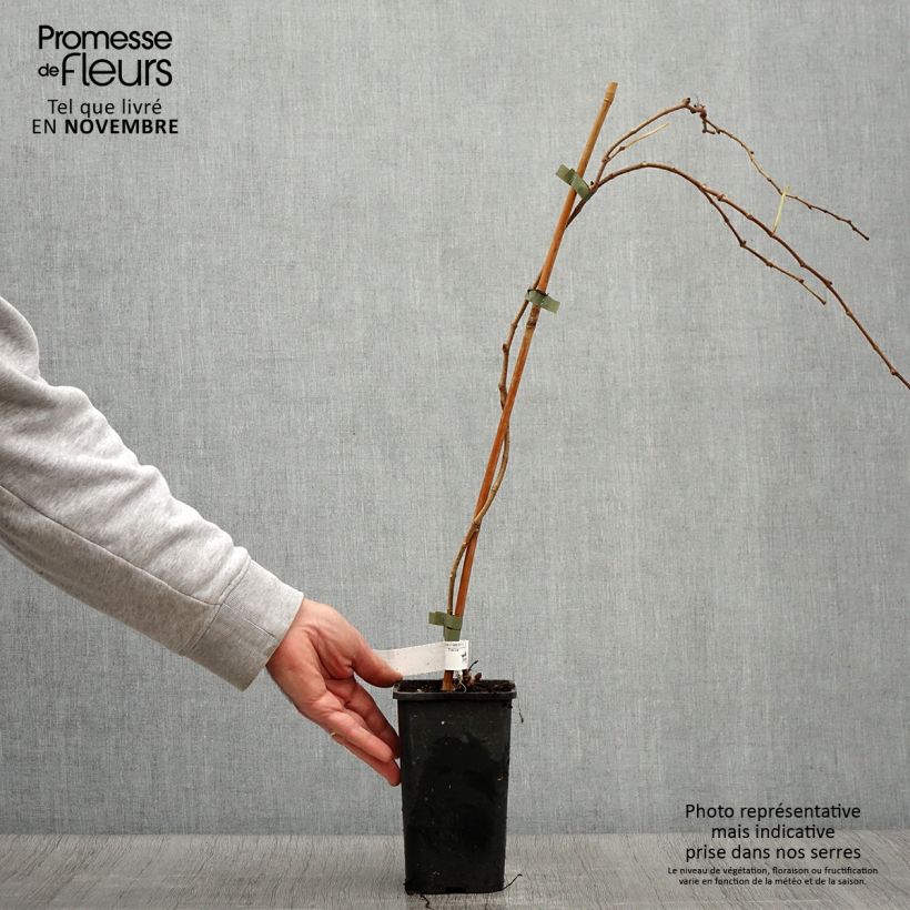 Parthenocissus tricuspidata Veitchii Robusta -Boston Ivy 1.5L/2L pot sample as delivered in autumn