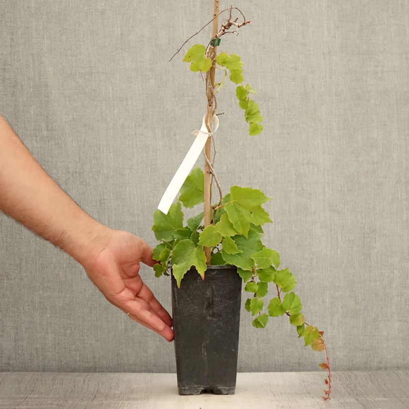 Parthenocissus tricuspidata Veitchii Robusta -Boston Ivy 1.5L/2L pot sample as delivered in summer