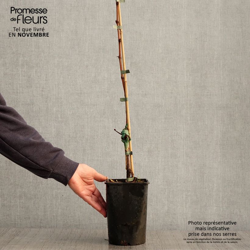 Vitis vinifera Phoenix 2L/3L pot sample as delivered in autumn