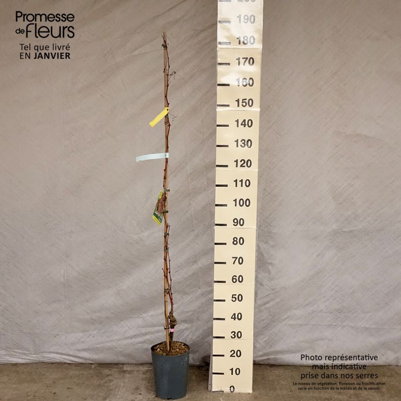 Vitis vinifera Argentina - dessert grape 4L/5L pot sample as delivered in winter