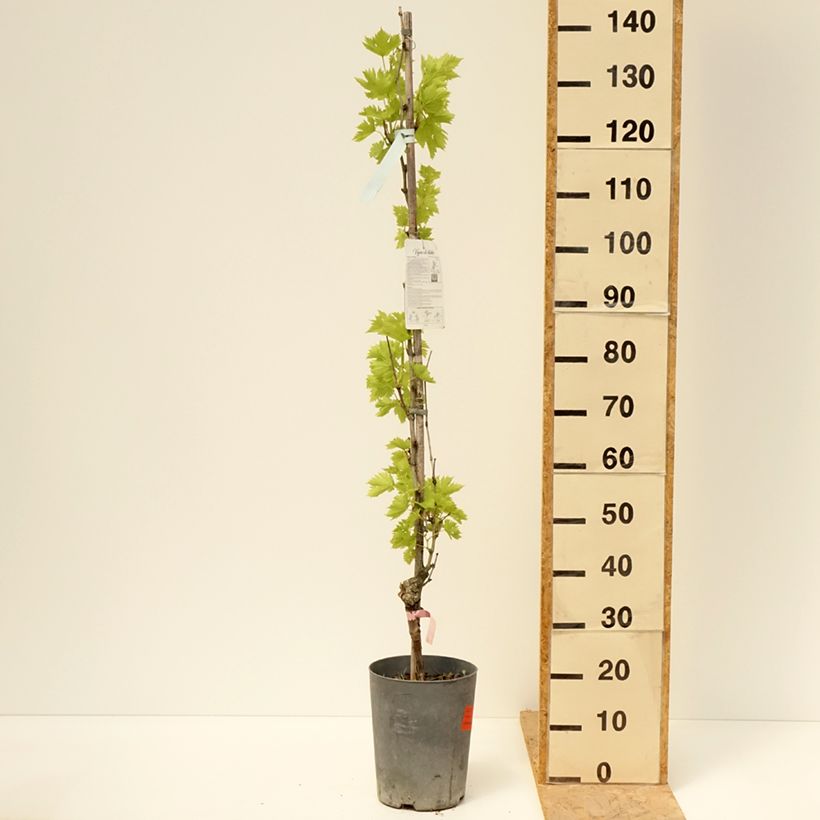 Vitis vinifera Argentina - dessert grape 4L/5L pot sample as delivered in spring