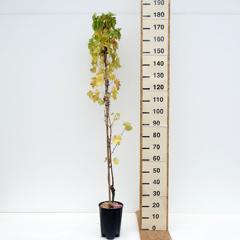 Vitis vinifera Miss Pink - Grape vine 4L/5L pot sample as delivered in autumn