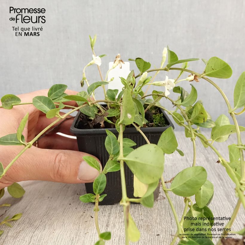 Vinca minor Alba 8/9 cm pot sample as delivered in spring