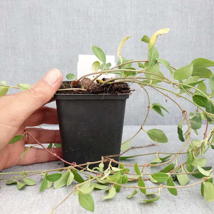 Vinca minor Atropurpurea 8/9 cm pot sample as delivered in summer