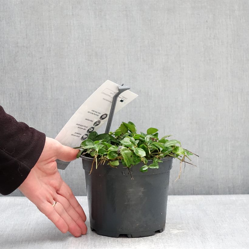 Vinca minor Sebastian's Beste 2L/3L pot sample as delivered in winter