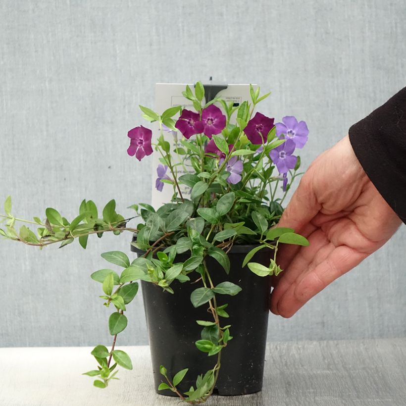 Vinca minor Sebastian's Beste 2L/3L pot sample as delivered in spring