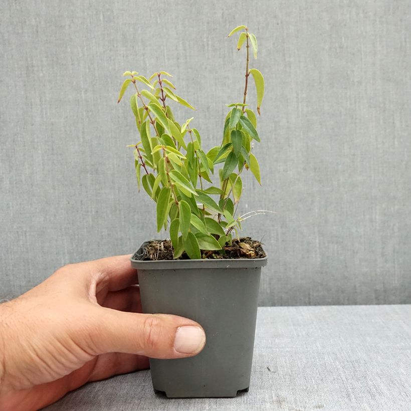 Vincetoxicum hirundinaria  8/9 cm pot sample as delivered in summer