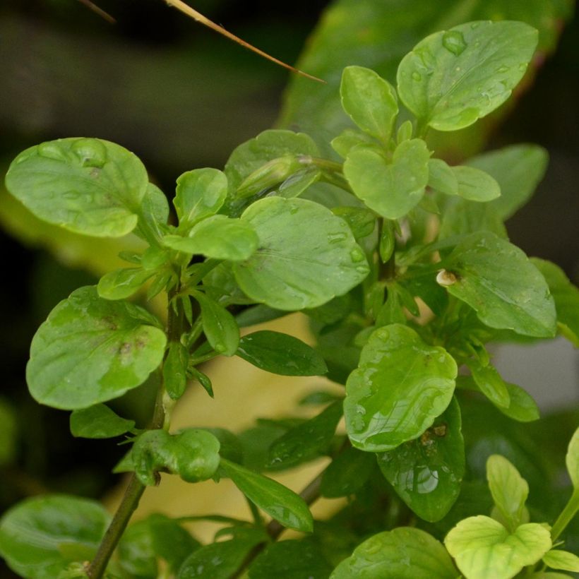 Viola cornuta Molly Sanderson (Foliage)