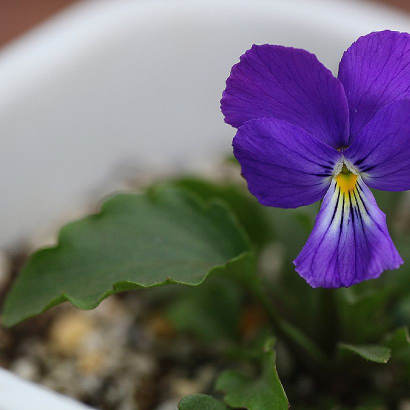 Viola corsica (Foliage)