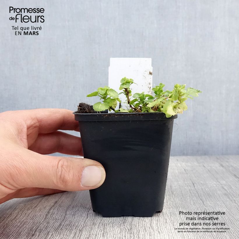 Viola cornuta Wisley White - Horned pansy 8/9 cm pot sample as delivered in spring