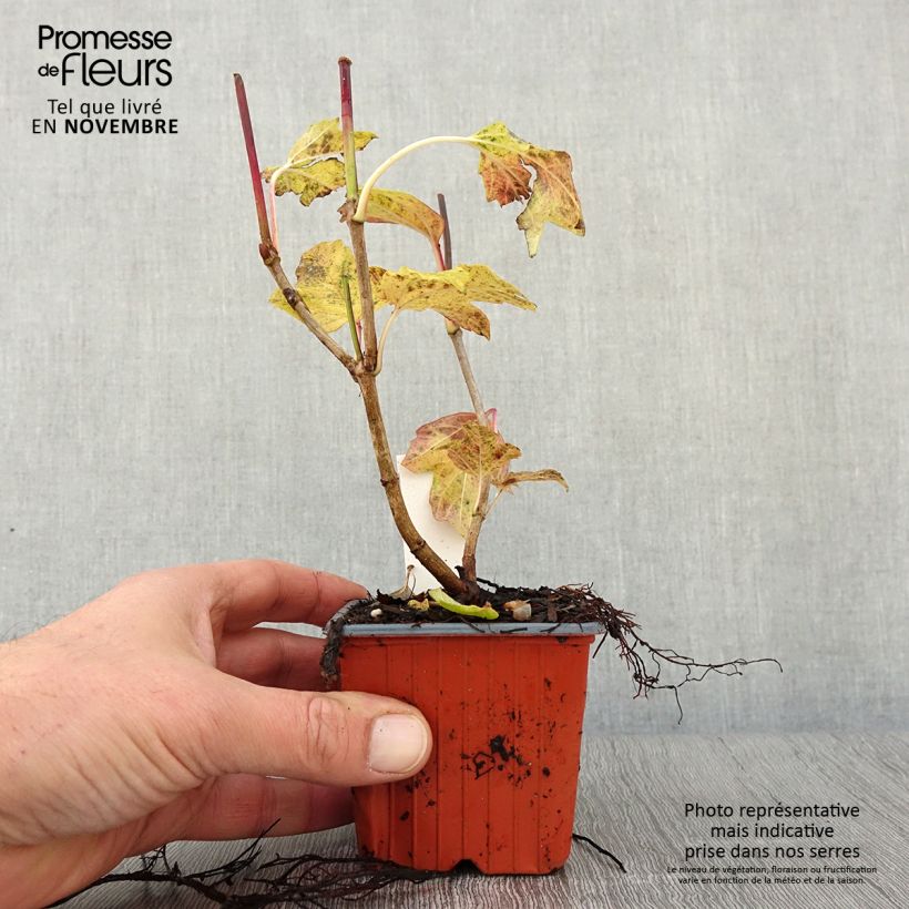 Snowball Viburnum - Viburnum opulus Roseum 8/9 cm pot sample as delivered in autumn