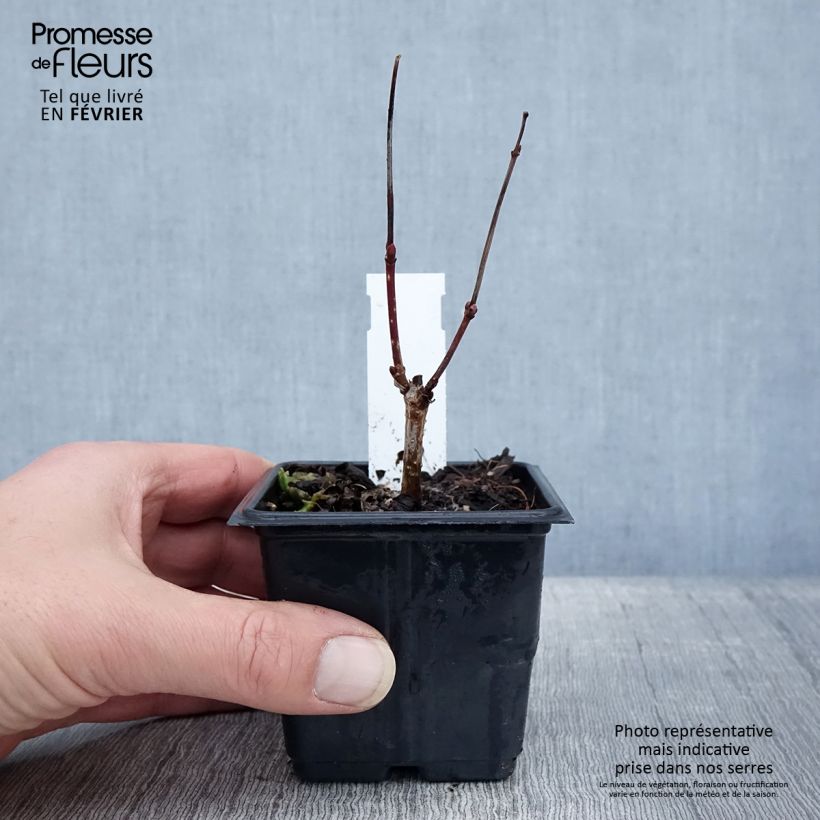 Snowball Viburnum - Viburnum opulus Roseum 8/9 cm pot sample as delivered in winter