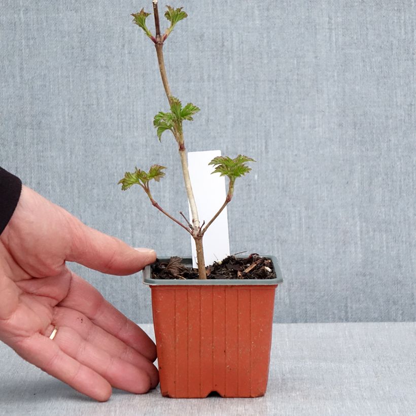 Snowball Viburnum - Viburnum opulus Roseum 8/9 cm pot sample as delivered in spring