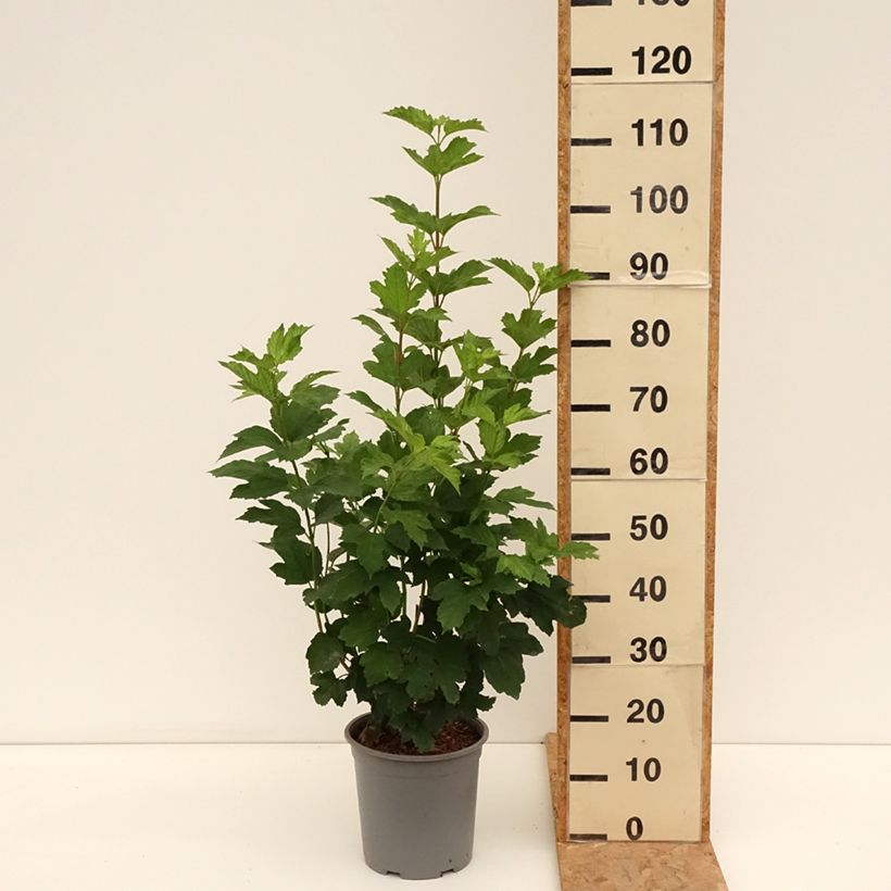 Snowball Viburnum - Viburnum opulus Roseum 7.5L/10L pot sample as delivered in summer