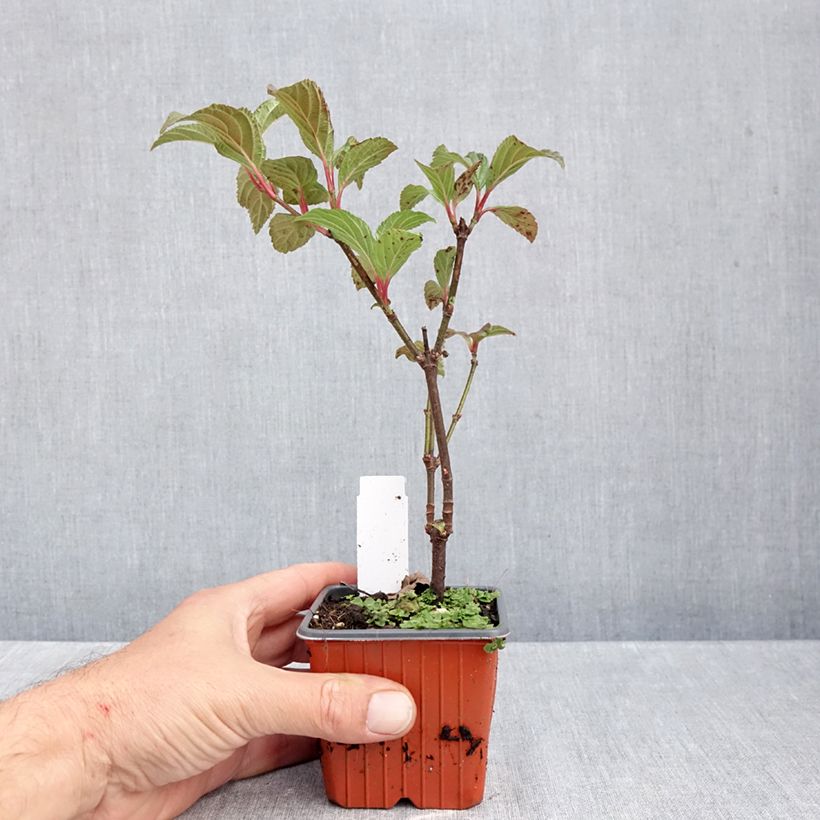 Viburnum bodnantense Charles Lamont 8/9 cm pot sample as delivered in autumn