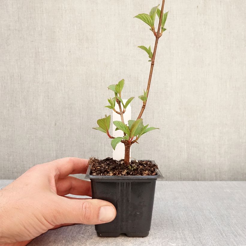 Viburnum bodnantense Charles Lamont 8/9 cm pot sample as delivered in spring