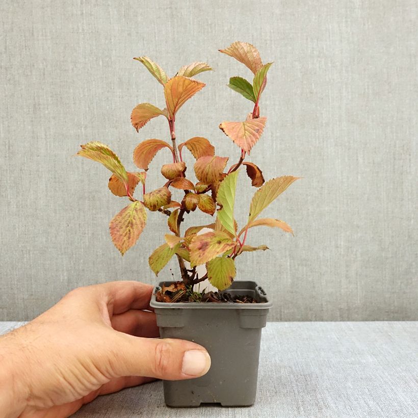 Viburnum farreri 8/9 cm pot sample as delivered in summer