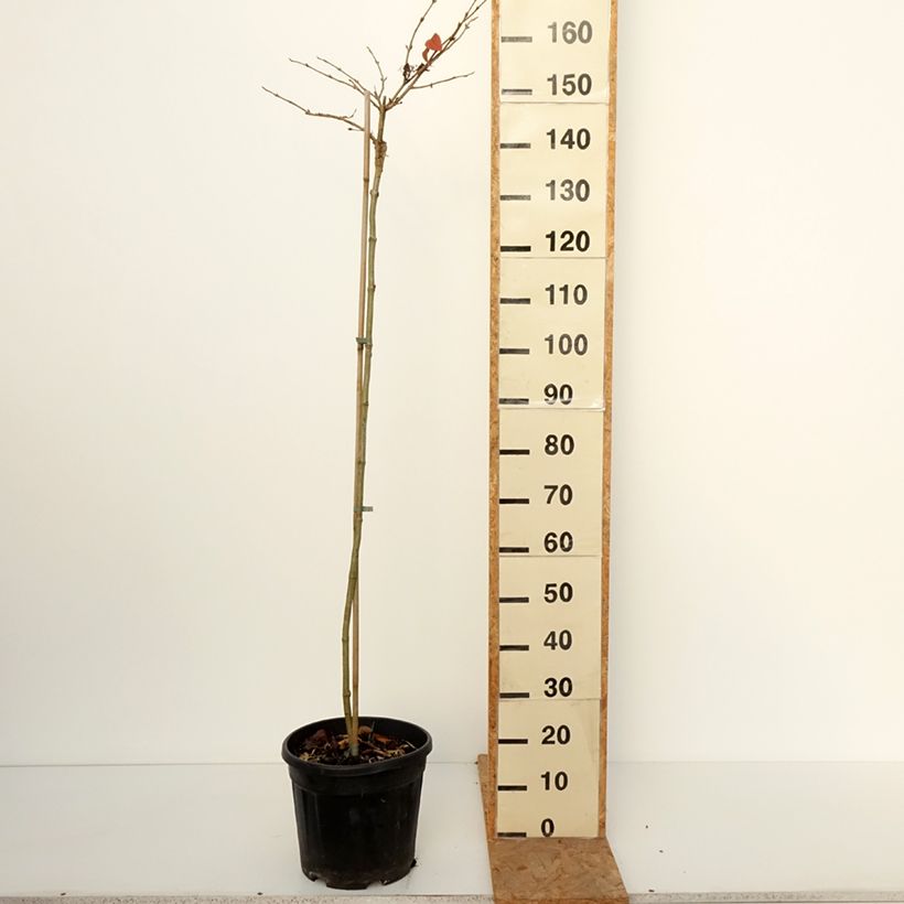 Viburnum plicatum f. tomentosum Cascade - Japanese Snowball 7.5L/10L pot sample as delivered in autumn