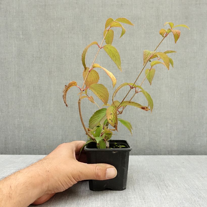Viburnum plicatum Kilimanjaro Sunrise 8/9 cm pot sample as delivered in summer