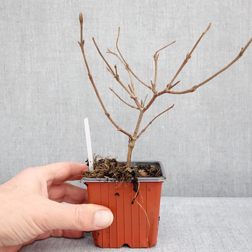 Viburnum plicatum Mariesii 8/9 cm pot sample as delivered in winter