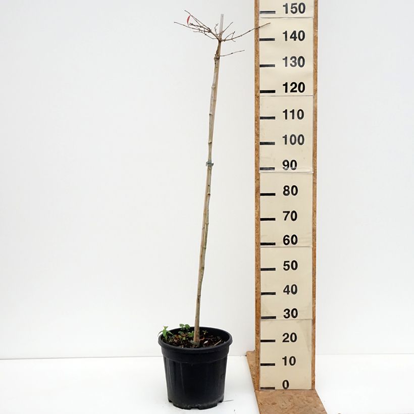 Viburnum plicatum Mariesii 7.5L/10L pot sample as delivered in autumn