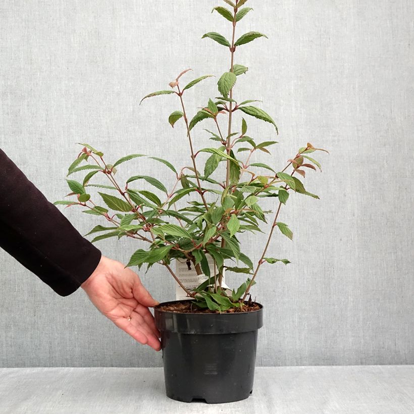 Viburnum plicatum f. tomentosum Molly Schroeder 2L/3L pot sample as delivered in autumn