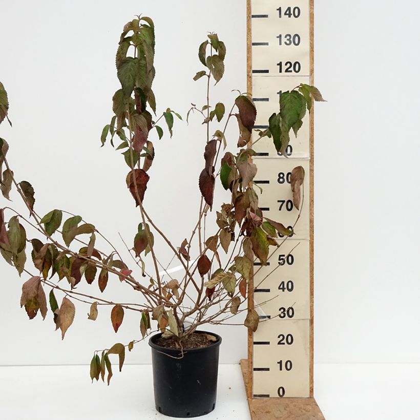 Viburnum plicatum mariesii Shasta 7.5L/10L pot sample as delivered in autumn