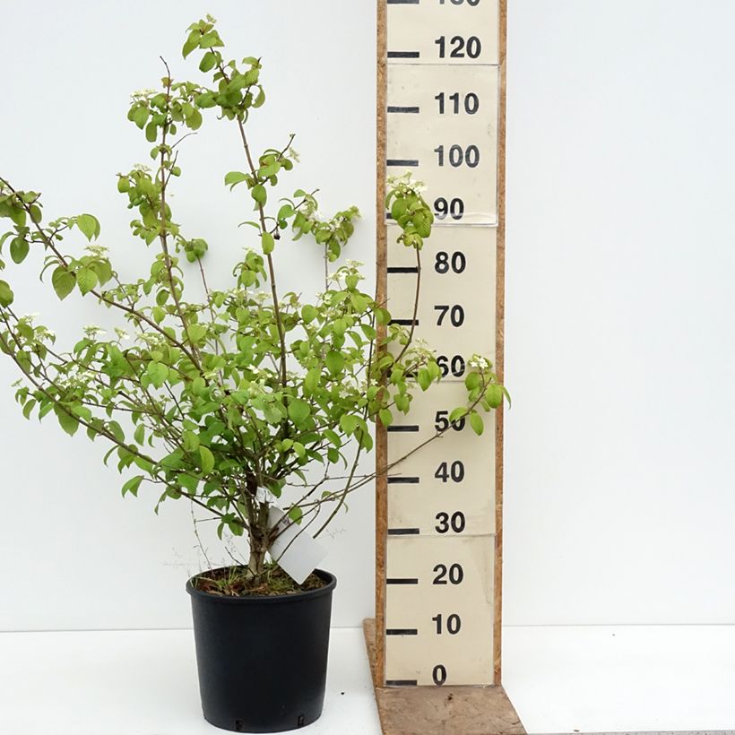 Viburnum plicatum mariesii Shasta 7.5L/10L pot sample as delivered in spring