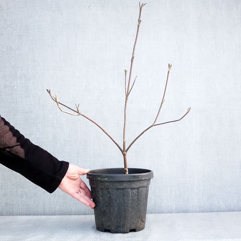 Viburnum furcatum - Forked viburnum 6L/7L pot sample as delivered in winter