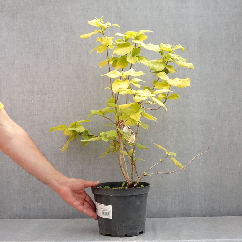 Viburnum lantana Aureum - Wayfaring tree 4L/5L pot sample as delivered in spring