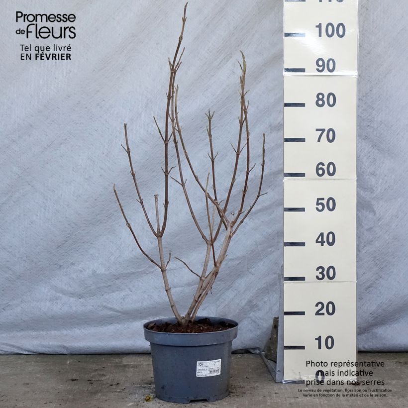 Viburnum lantana 7.5L/10L pot sample as delivered in winter