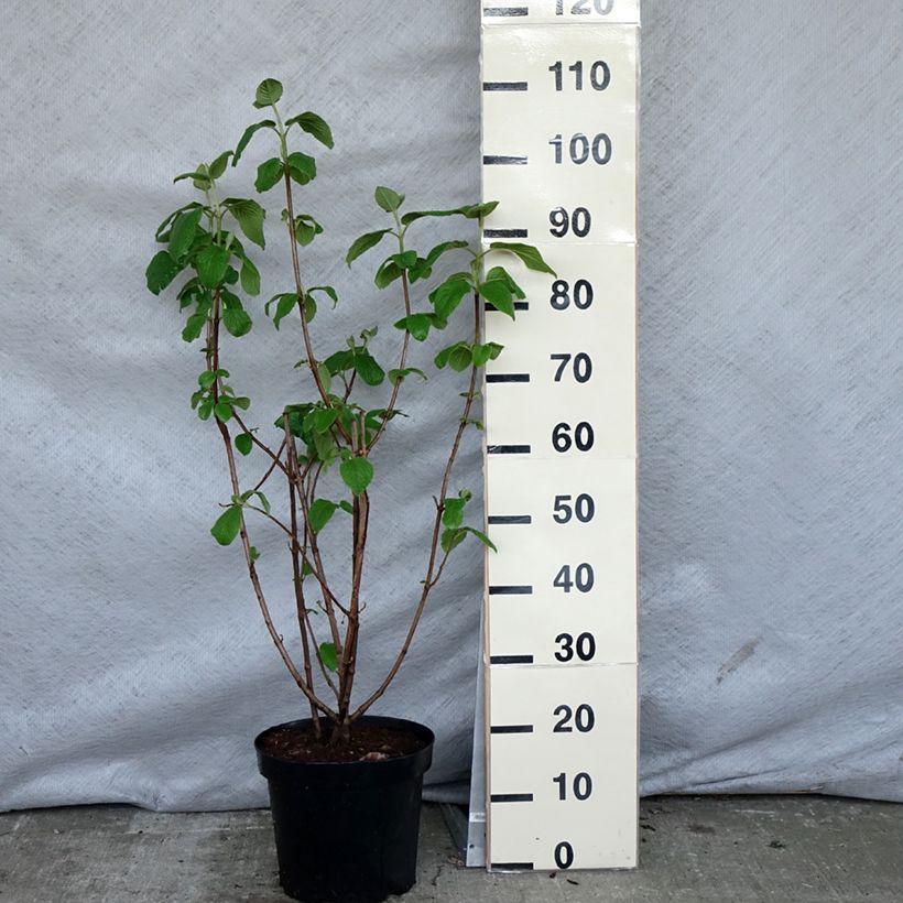 Viburnum lantana 4L/5L pot sample as delivered in spring