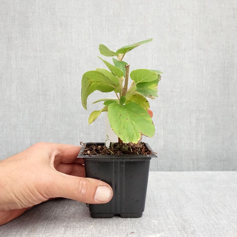 Viburnum lantana 8/9 cm pot sample as delivered in autumn