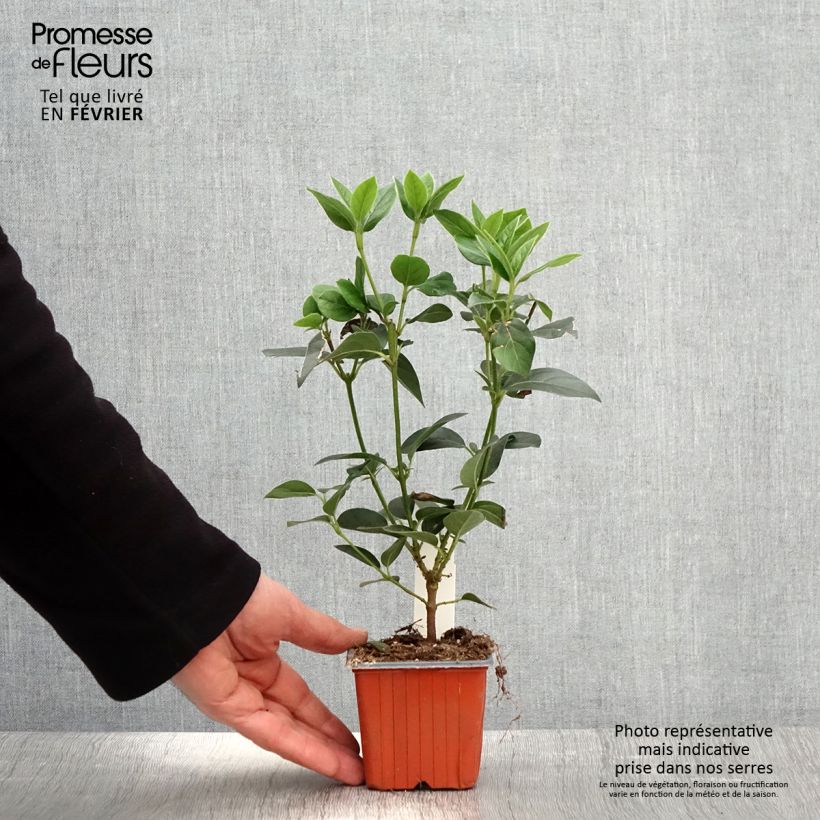 Viburnum tinus - Laurustinus 8/9 cm pot sample as delivered in winter