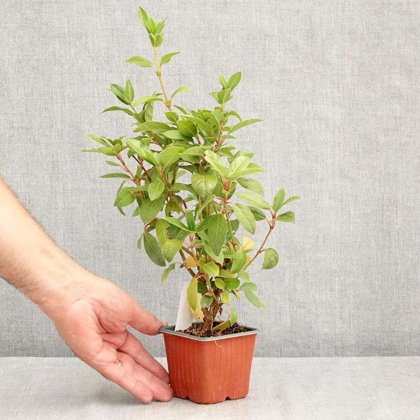 Viburnum tinus - Laurustinus 8/9 cm pot sample as delivered in summer