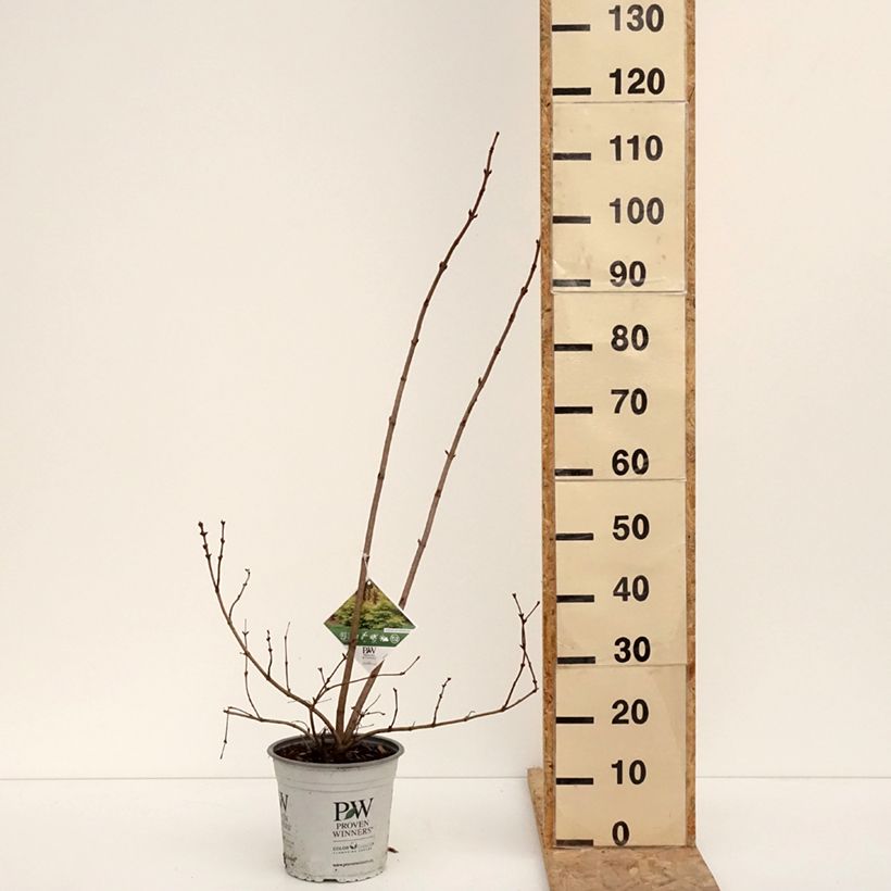 Viburnum opulus Oh Canada - Guelder Rose 4L/5L pot sample as delivered in winter