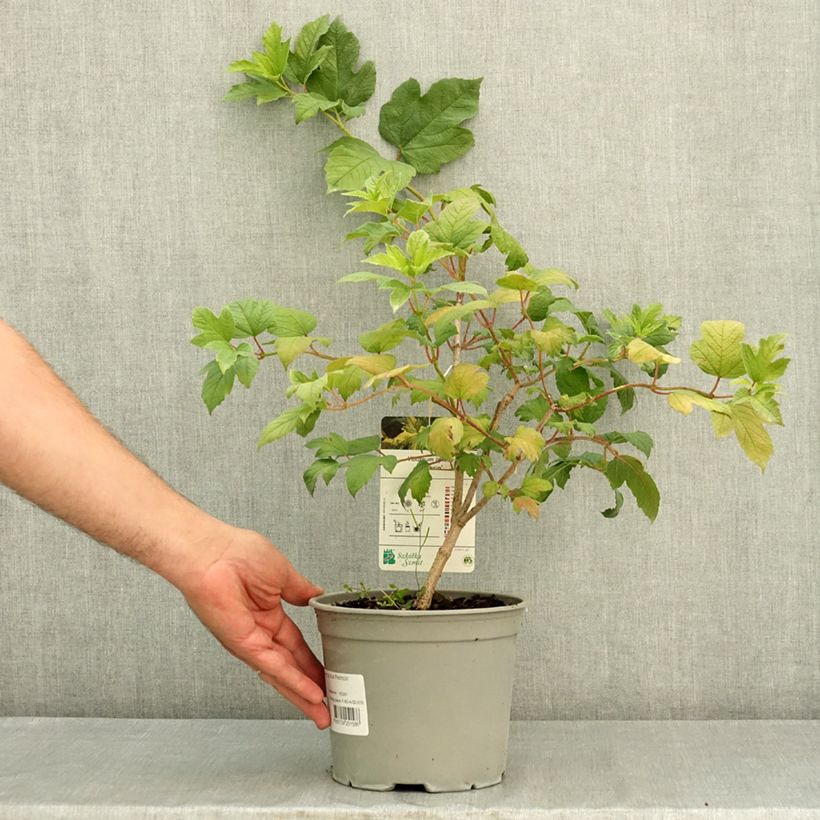 Viorne obier - Viburnum opulus Pechcin Pot de 3L/4L sample as delivered in summer