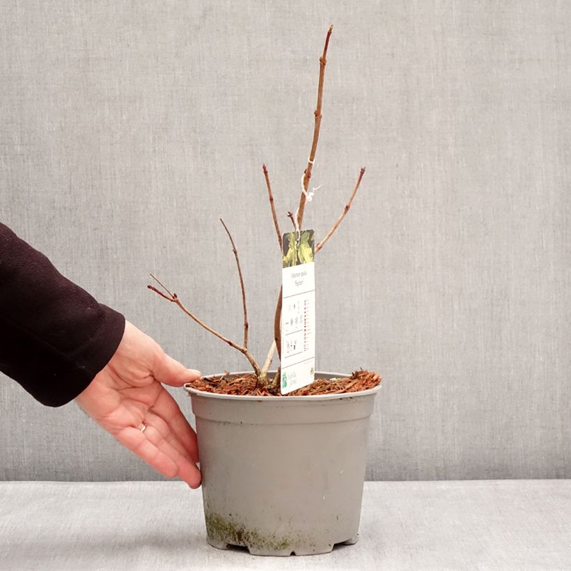 Viburnum opulus Pechcin - Guelder Rose 3L/4L pot sample as delivered in winter