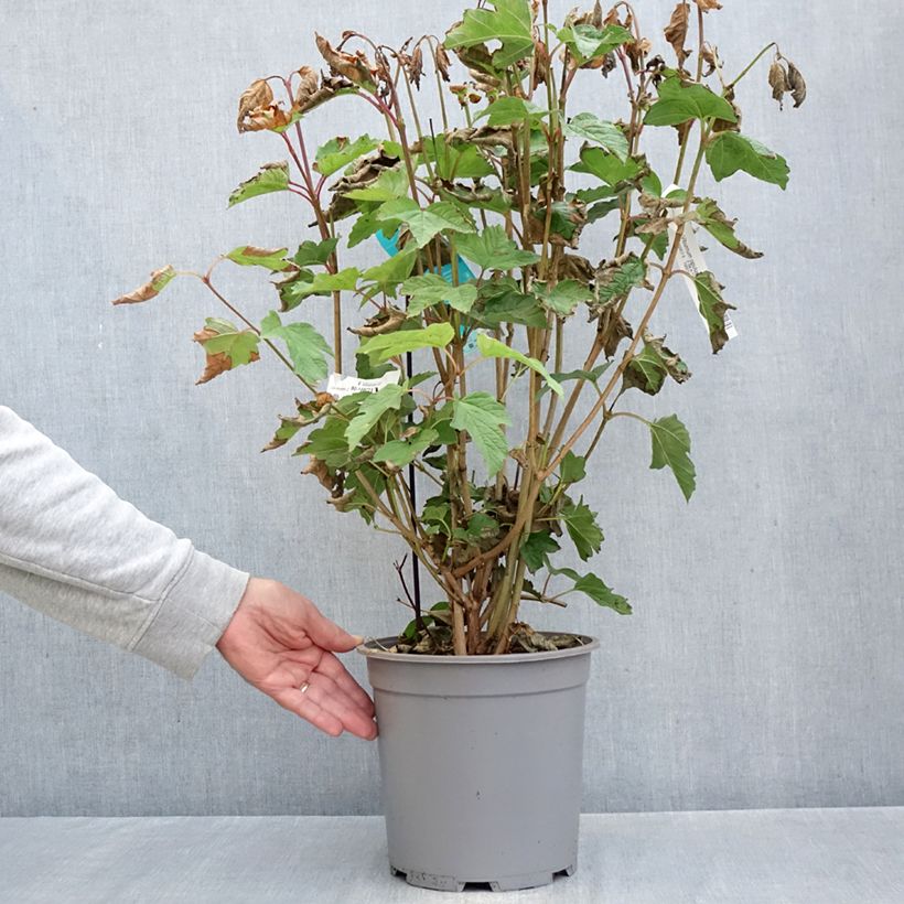 Guelder rose - Viburnum opulus 7.5L/10L pot sample as delivered in autumn