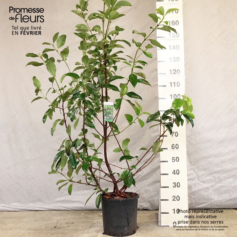 Viburnum odoratissimum  7.5L/10L pot sample as delivered in winter