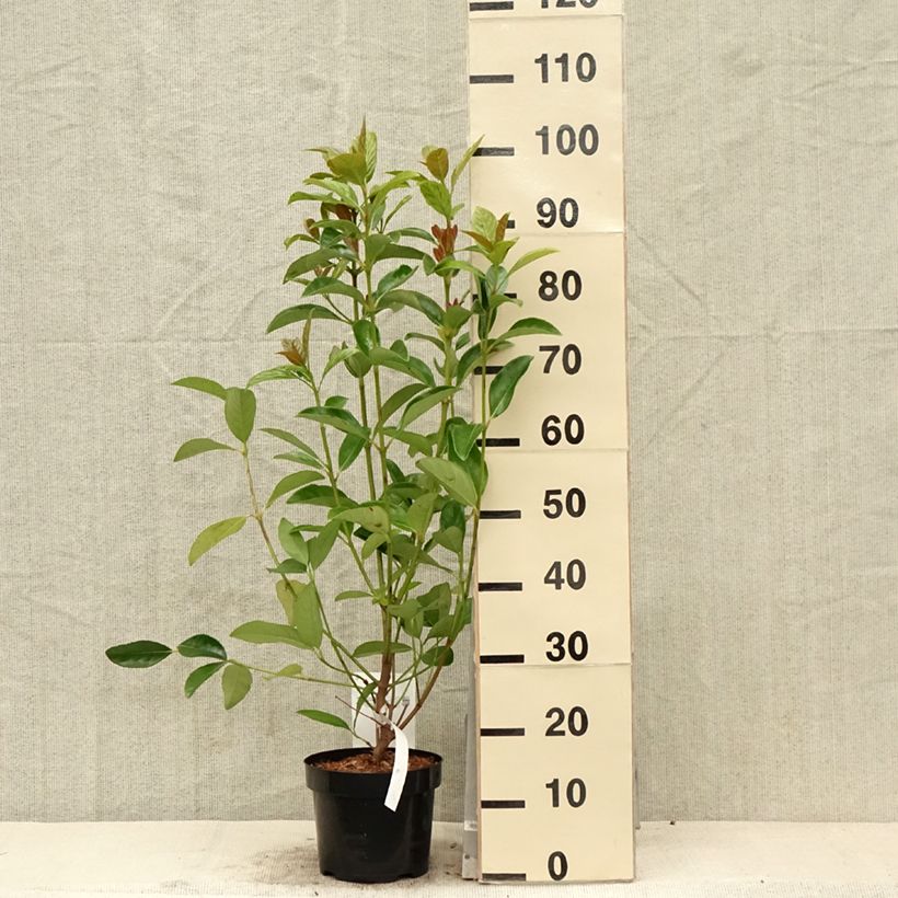 Viburnum odoratissimum  2L/3L pot sample as delivered in spring