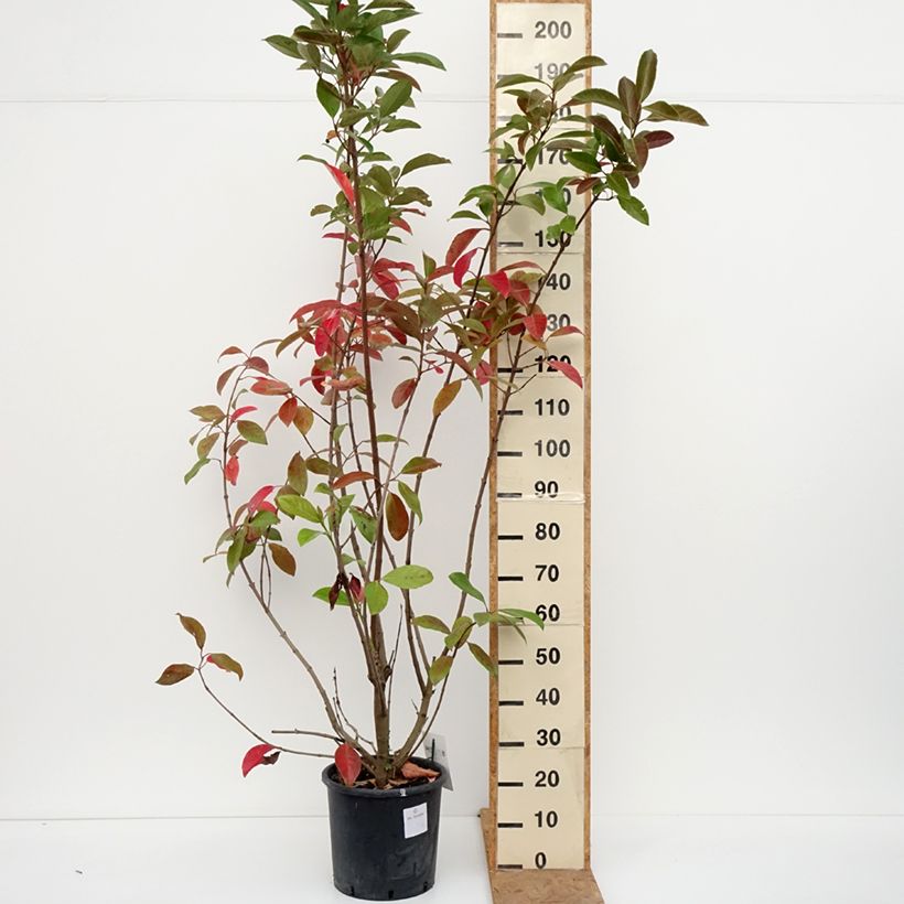 Viburnum odoratissimum  7.5L/10L pot sample as delivered in autumn